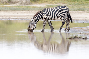 Fototapeta na wymiar Common or Plains Zebra (Equus quagga) drinking water with reflection, Ngorongoro crater national park, Tanzania