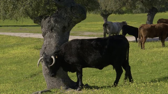 Veal scratching its back against a tree trunk. Retinta breed calves grazing in the spring of the Pedroches Valley. Limousin. Angus