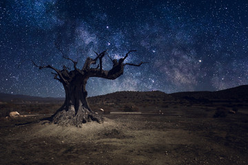 Milky way with lonely tree in dark night - obrazy, fototapety, plakaty