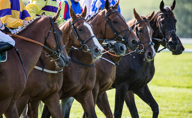 Close up on Race horses lining up on the race track at the start line