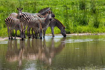 Fototapeta na wymiar pack of zebras drinking from a lake