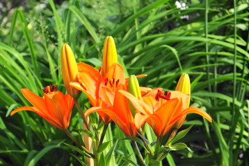 orange flower on green grass