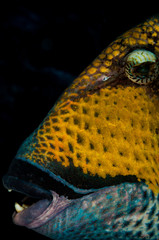 The head of a Titan Triggerfish (Balistoides viridescens) in the Maldives