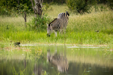 Fototapeta na wymiar zebra drinking water