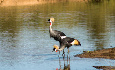 black crowned crane
