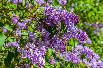 Obraz premium Beautiful colorful flowers in the garden.
