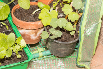 Anzucht von Pflanzen in verschiedenen Töpfen in einem Foliengewächshaus