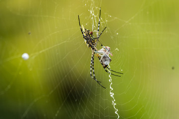 spider on web