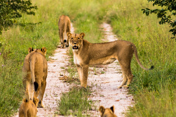 lioness and cubs