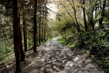 Tannen- und Fichtenwälder.