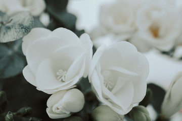 White freesias arrangement design bouquet 