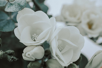 Obraz na płótnie Canvas White freesias arrangement design bouquet 