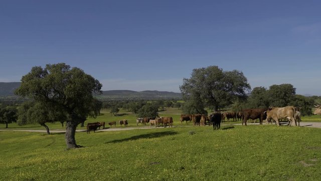 Retinta breed calves grazing in the spring of the Pedroches Valley. Limousin. Angus