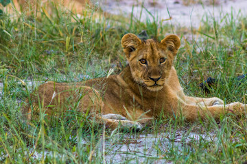 lion cub in the grass