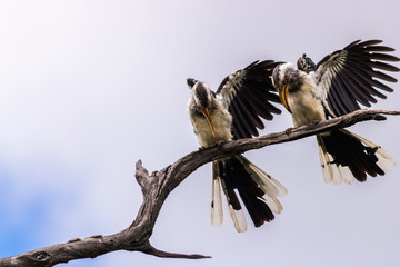 pair of yellow beaked hornbills