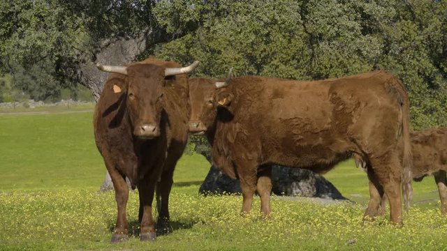 Retinta breed calves grazing in the spring of the Pedroches Valley. Limousin. Angus