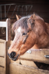 Close up of beautiful brown horse standing alone in barn