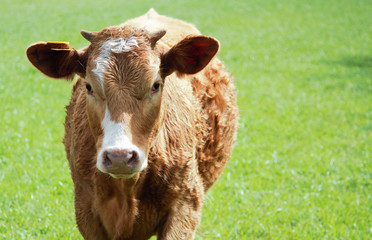 Young cow in a field