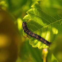Black and orange caterpillar feeding on a lush green leaf.