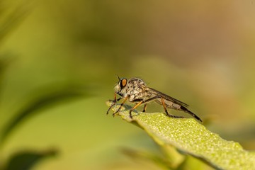 Macro shot of a robber fly resting on a lush green leaf.