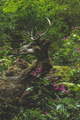 Hirsch