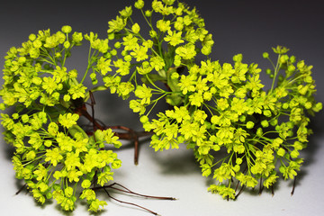 Photo of maple flowers.Spring flowers.
