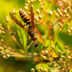 Large black and yellow wasp eating another smaller insect.