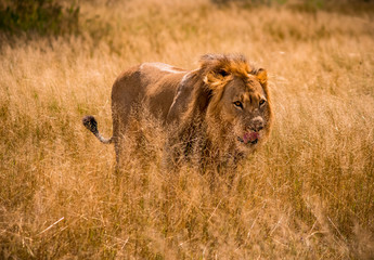 lion in the grass