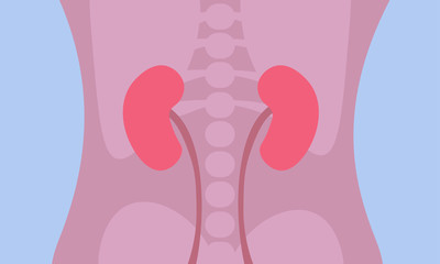 Kidneys human organs illustration (image showing human anatomy)