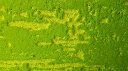 green grass background