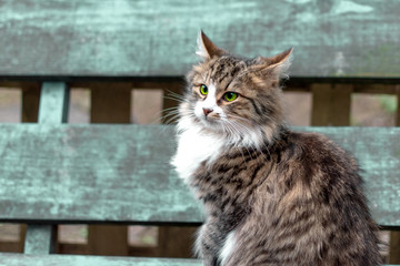 striped kitten with  green eyes close-up. cat sits on a bench