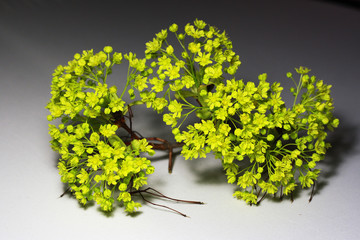Photo of maple flowers.Spring flowers.