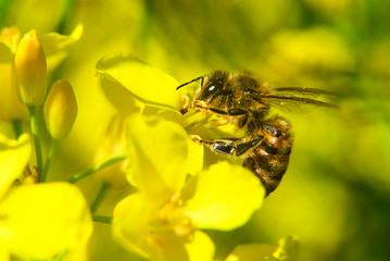 bee in yellow rapeseed field