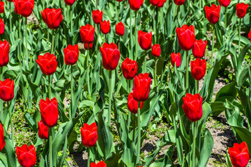 Fototapeta premium Beautiful colorful flowers in the garden.
