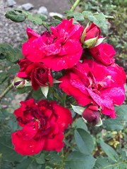 pink roses in a garden