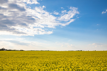 Rapeseed field with blue sky and clouds in summer