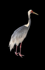 Anthropoides virgo, Demoiselle 
crane with black background