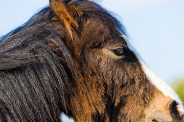 Portrait of Welsh Mountain pony