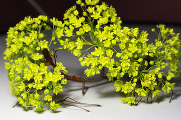Photo of maple flowers.Spring flowers.