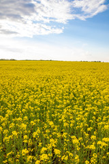 Obraz premium Rapeseed field with blue sky and clouds in summer