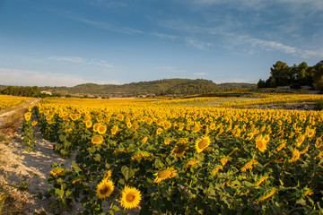 Sunflower cultivation at sunrise in the mountains of Alicante.