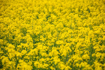 Rapeseed field in summer as nature background