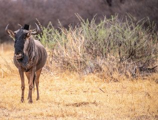 Blue Wildebeest (Connochaetes taurinus) in the Khama Rhino Sanctuary, Botswana