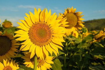 Sunflower cultivation at sunrise in the mountains of Alicante.