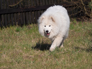 young Samoyed dog with white fluffy coat and tongue sticking out walking on the green grass garden. Cute happy Russian Bjelkier dog is a breed of large herding dogs.