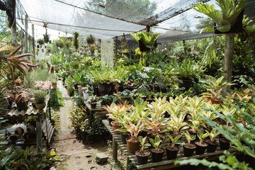 garden with lots of plants to sell. botanic or flower shop