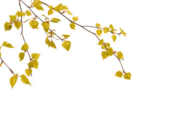 Leaves of birch on a white background