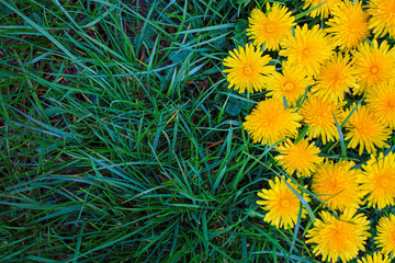 Green grass and yellow dandelions close-up, yellow spring background