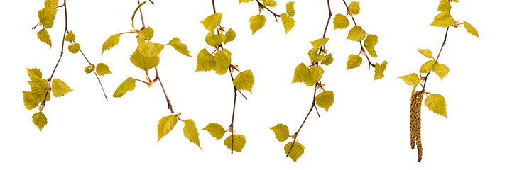 Leaves of birch on a white background