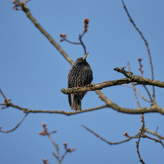 Motley starling sings on a tree branch